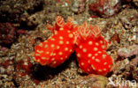 Neon slug (Gymnodoris aurita)