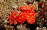 Neon slug (Gymnodoris aurita)