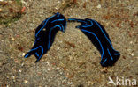 Nudibranch (Chelidonura varians)