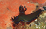 Neon slug (Tambja kushimotoensis)