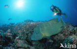 Humpback wrasse