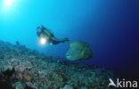 Humpback wrasse