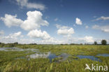 Nationaal Park De Alde Feanen