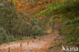 Nationaal Park Sallandse Heuvelrug
