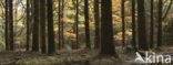 National Park Sallandse Heuvelrug