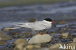 Arctic Tern (Sterna paradisaea)