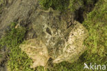 Norway Maple (Acer platanoides)