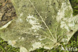 Norway Maple (Acer platanoides)