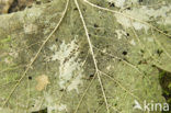Norway Maple (Acer platanoides)
