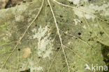 Noorse esdoorn (Acer platanoides)