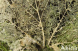 Noorse esdoorn (Acer platanoides)