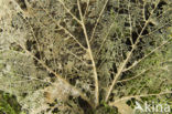 Norway Maple (Acer platanoides)