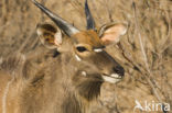 Nyala (Tragelaphus angasi)