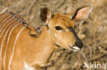 Nyala (Tragelaphus angasi)