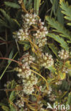 Oeverwarkruid (Cuscuta gronovii)