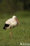 White Stork (Ciconia ciconia)