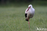 White Stork (Ciconia ciconia)
