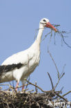 Ooievaar (Ciconia ciconia)