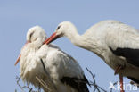 Ooievaar (Ciconia ciconia)