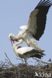 Ooievaar (Ciconia ciconia)