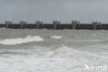 Oosterscheldedam