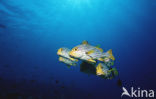 Oosterse diklipvis (Plectorhinchus vittatus)