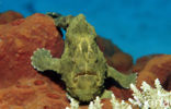 Giant Frogfish (Antennarius commersonii)