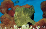 Giant Frogfish (Antennarius commersonii)