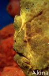 Giant Frogfish (Antennarius commersonii)