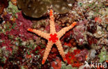 Sea Star