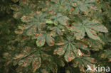Paardenkastanje (Aesculus hippocastanum)