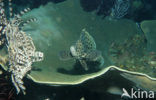 Humpback grouper