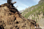 Caldera de Taburiente National Park