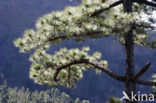 Canary Island pine (Pinus canariensis)