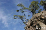 Canary Island pine (Pinus canariensis)