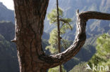 Canary Island pine (Pinus canariensis)