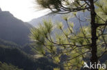 Canary Island pine (Pinus canariensis)