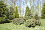 Pinetum ‘t Vinkennest