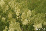 Common Meadow-rue (Thalictrum flavum)