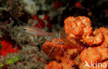 Cleaner shrimp (Lysmata grabhami)