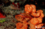 Cleaner shrimp (Lysmata grabhami)