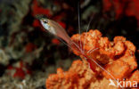 Cleaner shrimp (Lysmata grabhami)