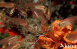 Cleaner shrimp (Lysmata grabhami)