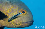 Cleaner fish