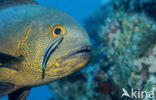 Cleaner fish