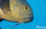 Cleaner fish