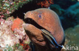 Cleaner fish