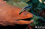 Cleaner fish