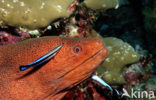 Cleaner fish