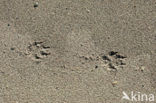 Arctic fox (Alopex lagopus)